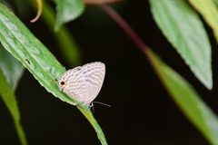 Jamides alecto dromicus