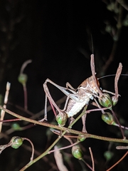 Decticita balli