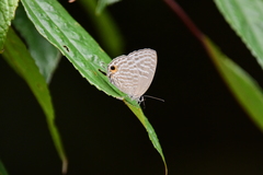 Jamides alecto dromicus