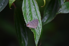 Jamides alecto dromicus