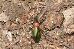 Carabus lineatus lateralis