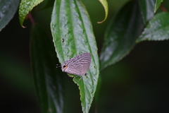 Jamides alecto dromicus