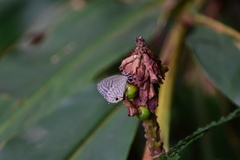 Jamides alecto dromicus