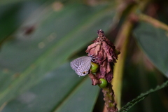 Jamides alecto dromicus