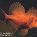 Red Velvetfish - Photo (c) Nigel Marsh, some rights reserved (CC BY-NC), uploaded by Nigel Marsh