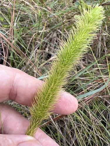 Feather stem clubmoss (Lycopodiella prostrata)