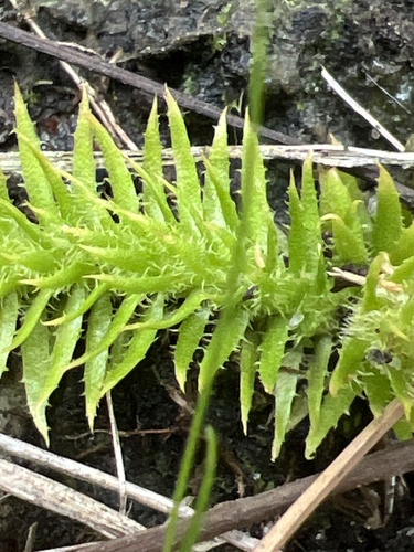 Image of Lycopodiella prostrata by no rights reserved