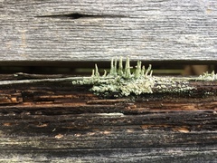 Cladonia umbricola