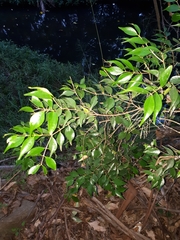 Syzygium luehmannii