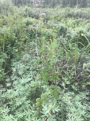 Thalictrum sparsiflorum