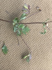 Thalictrum sparsiflorum