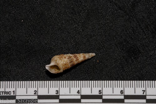 Rhinoclavis gemmata observed 2024-03-03