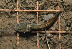 Dawei Moustache Toad photo 4