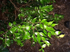 Syzygium luehmannii
