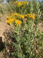 Jacobaea vulgaris