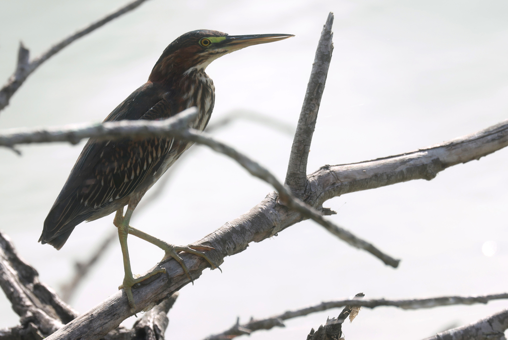 green-heron-from-calallen-corpus-christi-tx-usa-on-september-25