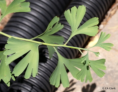 Ginkgo biloba