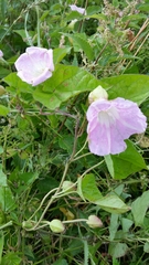 Calystegia × pulchra