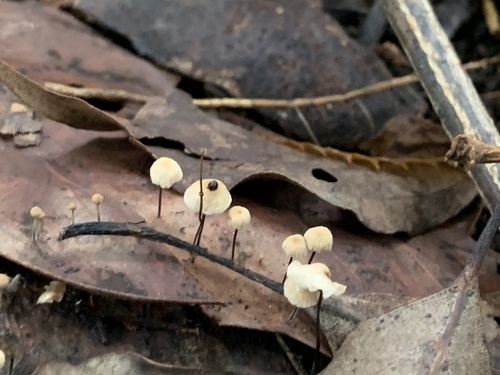 Collybiopsis quercophila