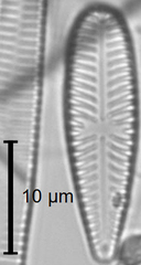 Gomphonella olivacea