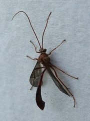 Enicospilus americanus-complex