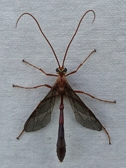 Enicospilus americanus-complex