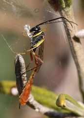 Charops spinitarsis
