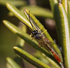 Charops spinitarsis