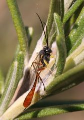 Charops spinitarsis
