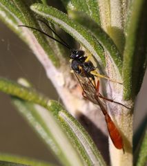 Charops spinitarsis