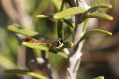 Charops spinitarsis