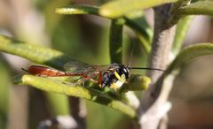 Charops spinitarsis