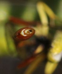 Charops spinitarsis