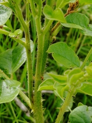 Glycyrrhiza