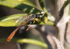 Charops spinitarsis