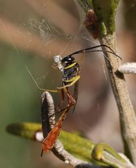 Charops spinitarsis