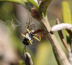 Charops spinitarsis