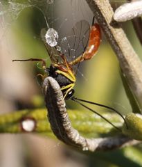 Charops spinitarsis