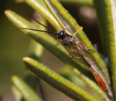 Charops spinitarsis