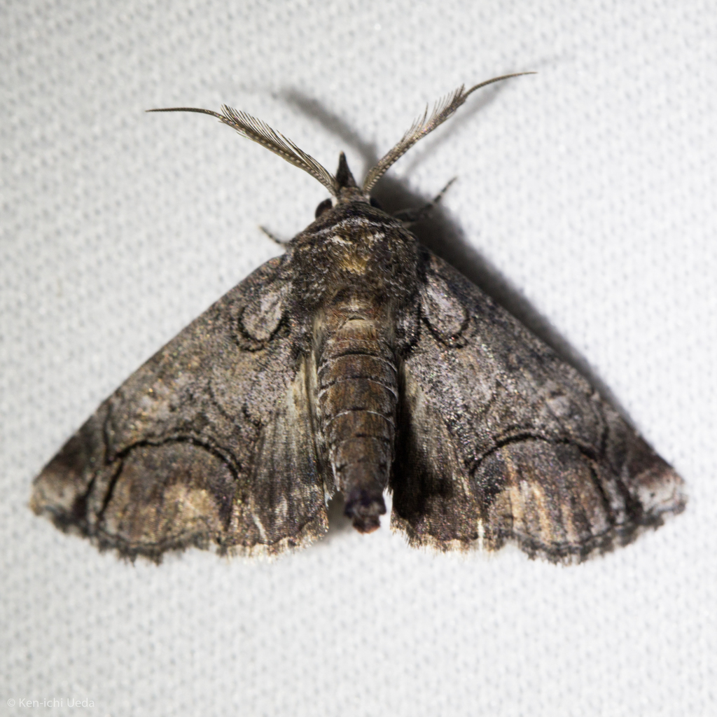 Paectes declinata