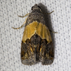 Tripudia balteata