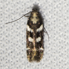 Filatima