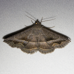 Lesmone griseipennis