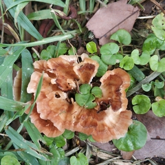 Podoscypha petalodes