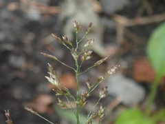 Eragrostis multicaulis