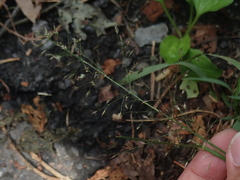 Eragrostis multicaulis