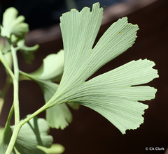 Ginkgo biloba