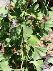 Ginkgo biloba