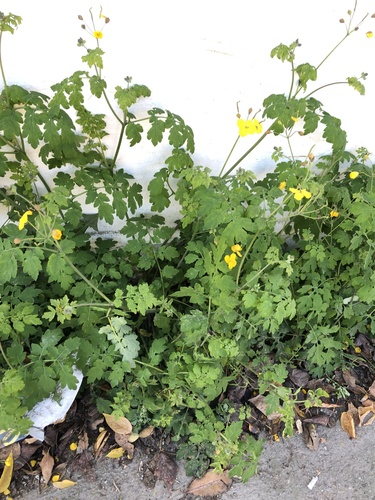 Image of Asian Celandine (Chelidonium asiaticum) by (c) Roman A. Lagazyuk (Роман А. Лагазюк), some rights reserved (CC BY)