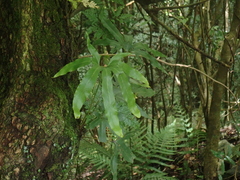 Pyrrosia polydactylos